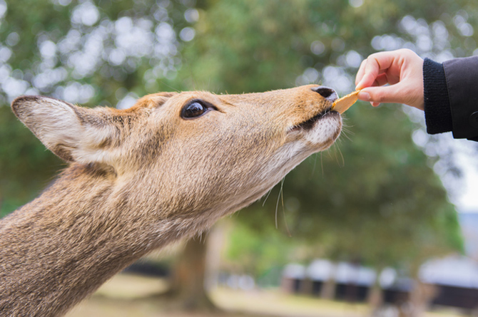 奈良公園
