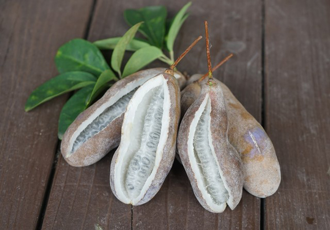 ゴヨウ(五葉)アケビ