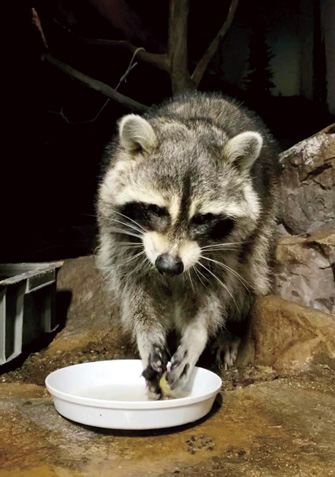 動物の面白い雑学 豆知識43 知って驚く生き物の意外な生態を紹介 22 じゃらんニュース