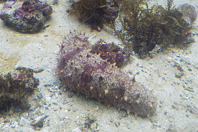 動物の面白い雑学 豆知識43 知って驚く生き物の意外な生態を紹介 22 2 じゃらんnet 動物の面白い雑学 豆知識43 知って驚く生き物の意外な生態を紹介 22 2 じゃらんnet