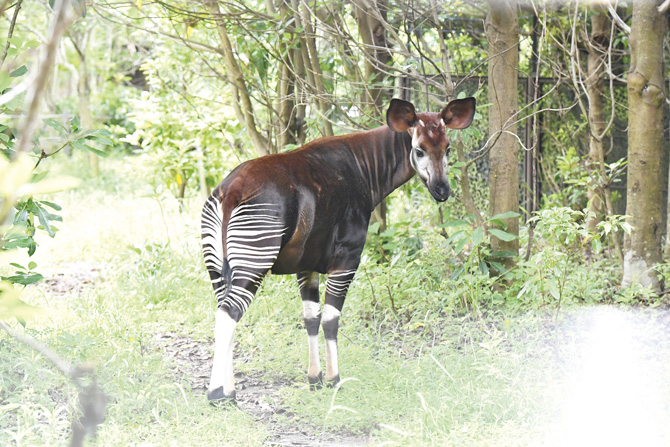 動物の面白い雑学 豆知識43 知って驚く生き物の意外な生態を紹介 22 じゃらんニュース