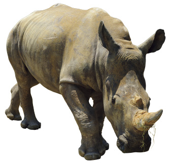 動物の面白い雑学 豆知識43 知って驚く生き物の意外な生態を紹介 22 じゃらんニュース