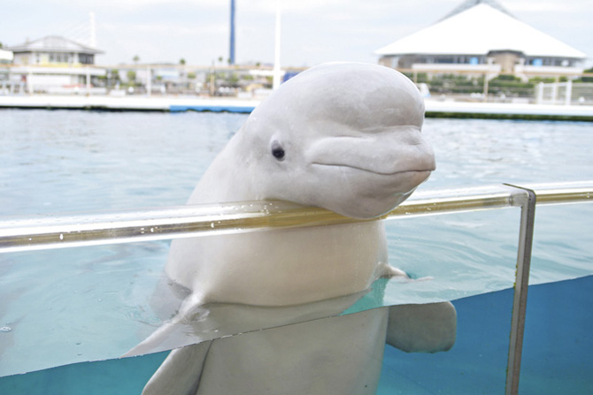 動物の面白い雑学 豆知識43 知って驚く生き物の意外な生態を紹介 22 2 じゃらんnet 動物の面白い雑学 豆知識43 知って驚く生き物の意外な生態を紹介 22 2 じゃらんnet