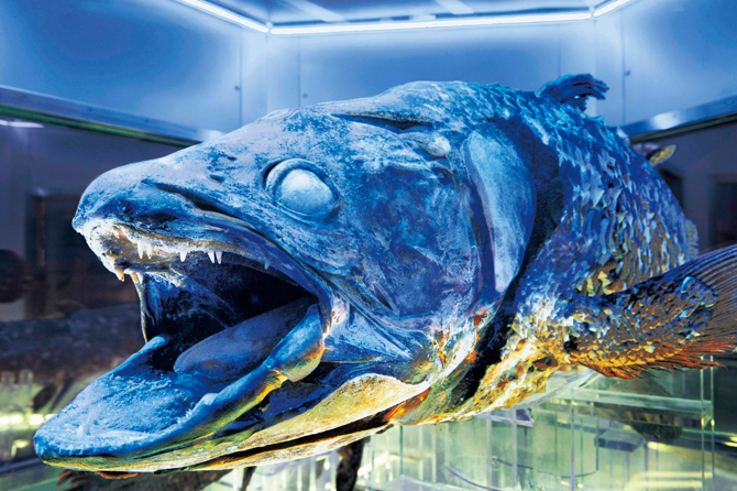 (画像提供:沼津港深海水族館)