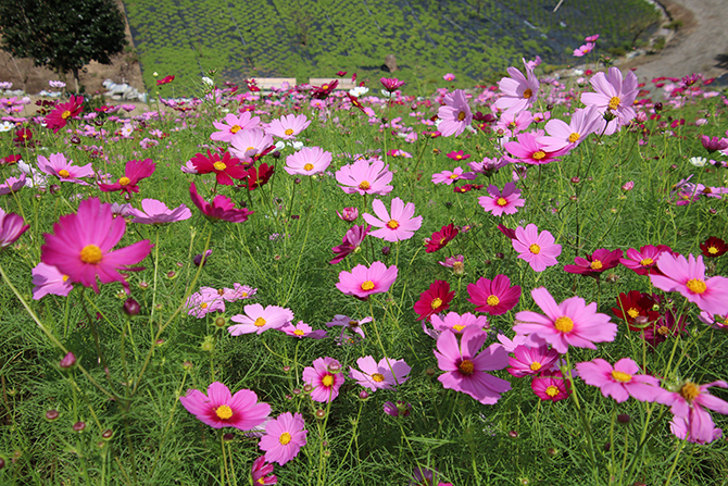 東海の絶景 コスモス畑 おすすめ14選 見頃 名所をチェック 22 じゃらんニュース