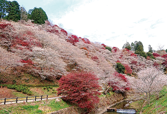 小原四季桜