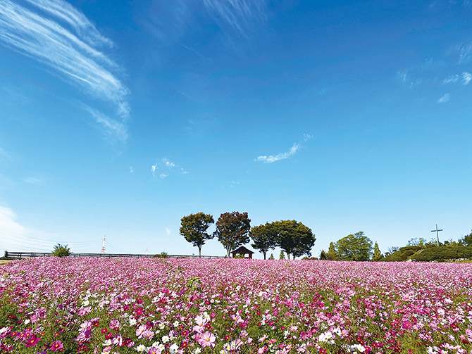 東海近郊 秋の花絶景スポット24選 9月10月はコスモス畑や彼岸花が見頃 22 じゃらんニュース