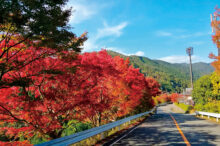 【全国】紅葉が楽しめる絶景道路19選！いろは坂などが見頃＜2025＞