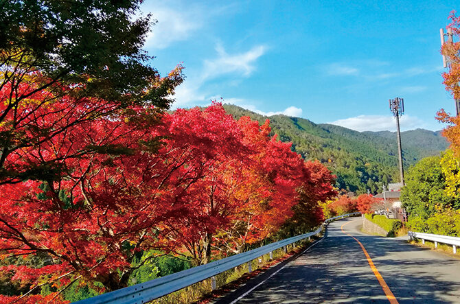 【全国】紅葉が楽しめる絶景道路18選！いろは坂などが見頃＜2025＞