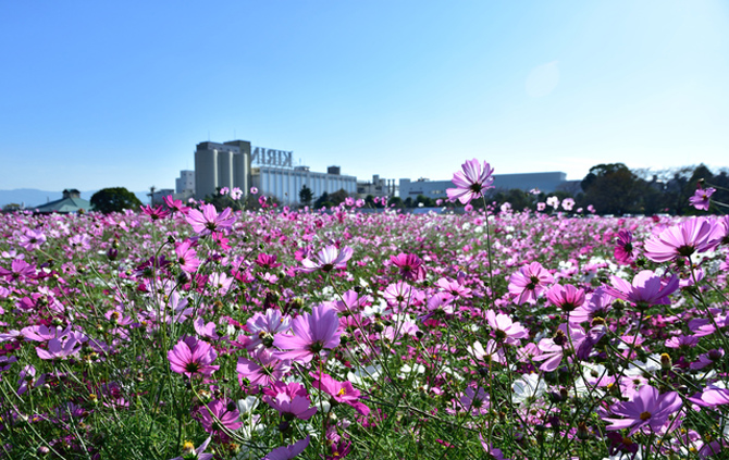 キリンビール福岡工場 キリン花園