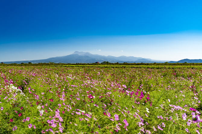 諫早湾干陸地フラワーゾーン
