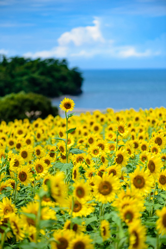 長崎鼻リゾートキャンプ場