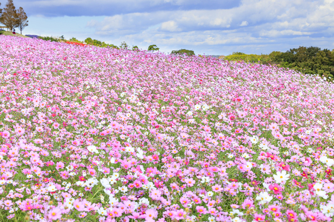 兵庫県立公園 あわじ花さじき
