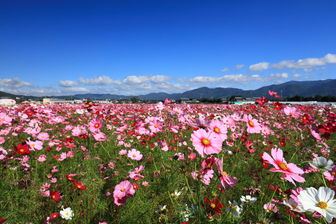 京都丹波／亀岡『夢コスモス園』