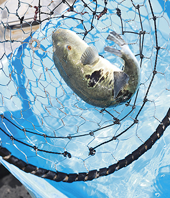 淡路島3年とらふぐ