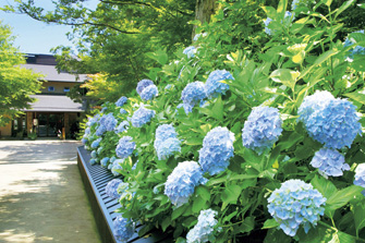 六甲山 オーシャンテラスあじさい
