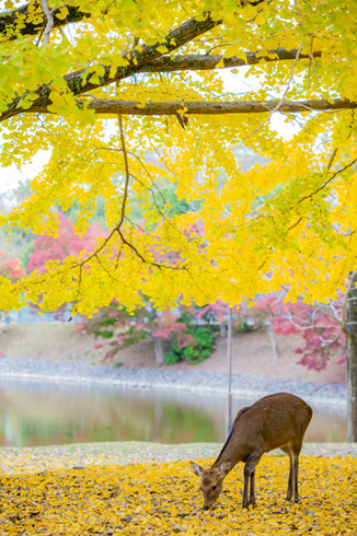 奈良公園