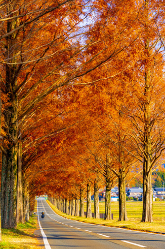 メタセコイア並木