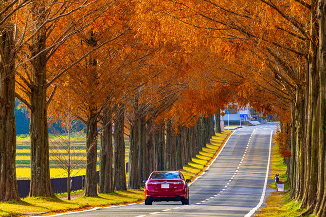 メタセコイア並木