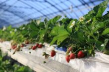 【東京近郊】食べ放題の「いちご狩り農園」6選！時間無制限で楽しめるスポットも＜20…