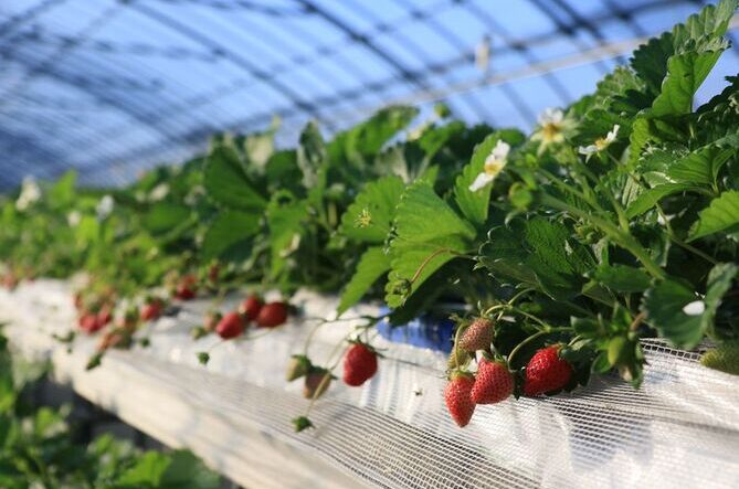 【東京近郊】食べ放題の「いちご狩り農園」6選！時間無制限で楽しめるスポットも＜2026＞