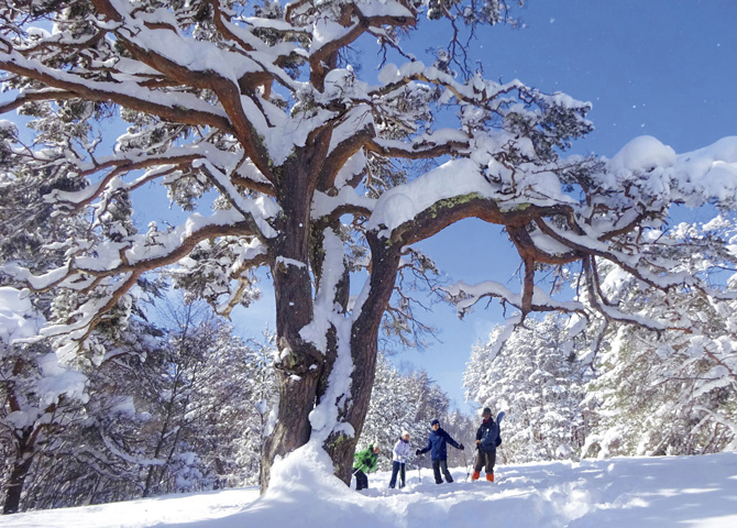やまぼうし自然学校