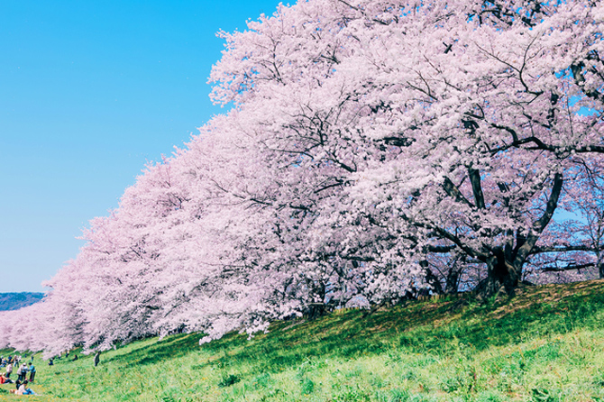 淀川河川公園 背割堤地区