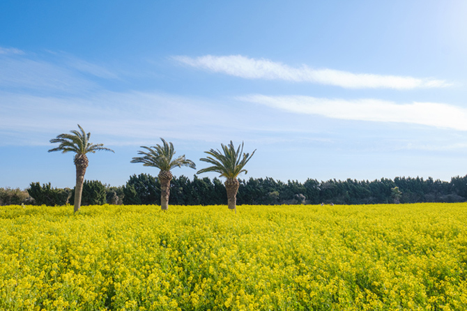 伊良湖菜の花ガーデン