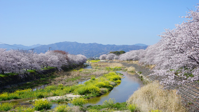 頓田川河川敷の桜