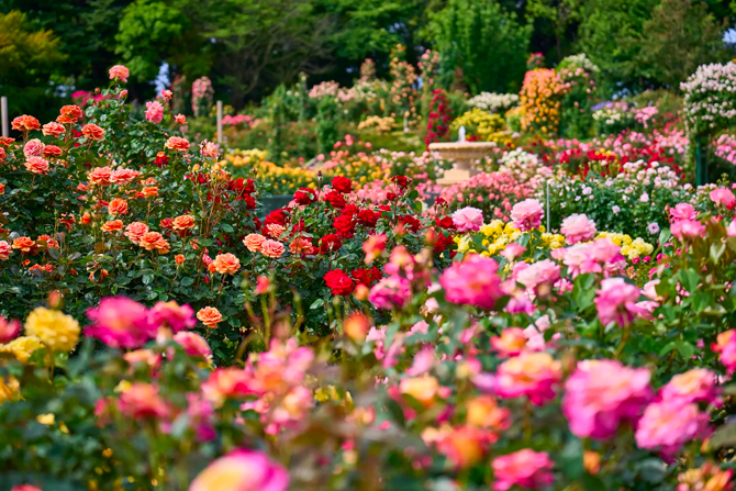 千葉】関東最大級バラのテーマパークで「春イベント」開催！新エリアも