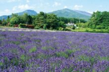 【関東近郊】初夏が見頃のお花畑15選！今年こそ見たい美しい花絶景を紹介＜2026＞