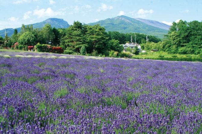 【関東近郊】初夏が見頃のお花畑15選！今年こそ見たい美しい花絶景を紹介＜2026＞