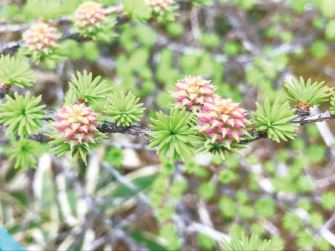 浅間山麓国際自然学校
