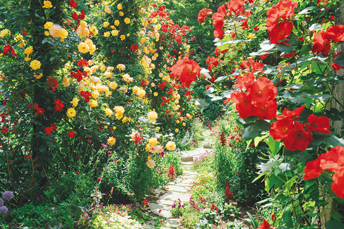 ACAO FOREST ACAO ROSE SQUARE