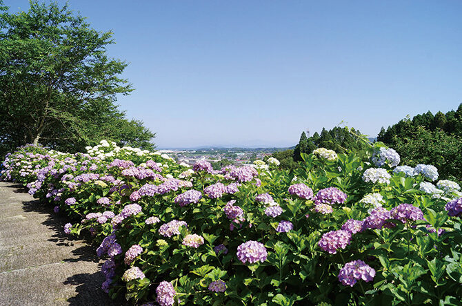 【2026・九州】紫陽花の絶景スポット9選。名所のあじさい寺も＜見頃情報付＞