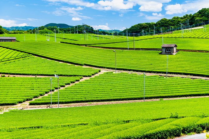 八女中央大茶園