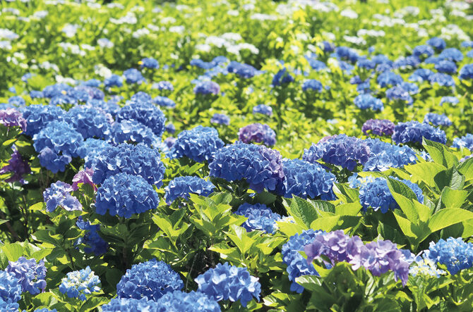 【全国】初夏の花絶景スポットおすすめ32選！5月6月見頃の名所を紹介＜2026＞