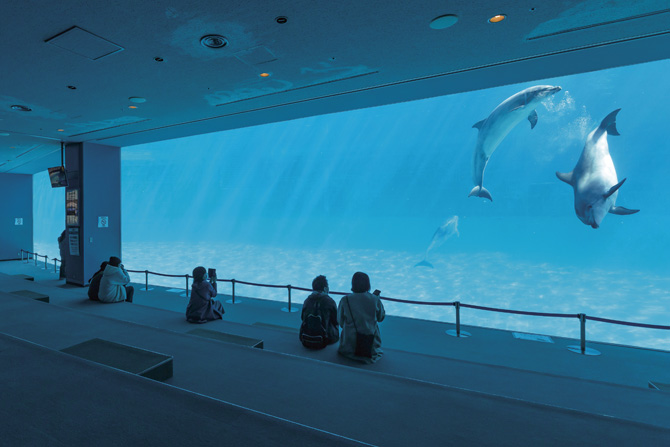 2023最新】東海のおすすめ水族館5選！名古屋港水族館や鳥羽