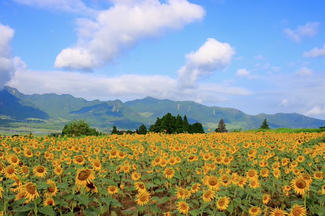 一心行公園西側のひまわり畑