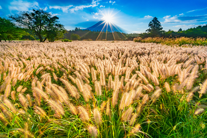 朝霧高原のチカラシバ