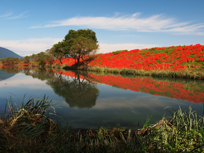 津屋川堤防のヒガンバナ