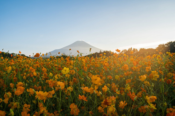 山中湖 花の都公園
