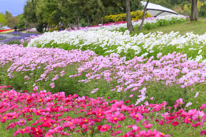 奈良県営馬見丘陵公園