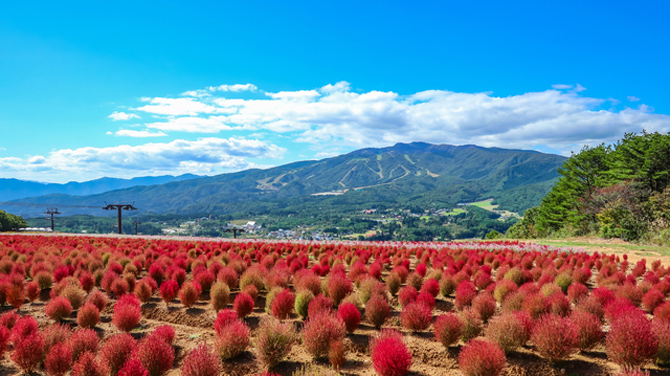 ひるがのピクニックガーデン