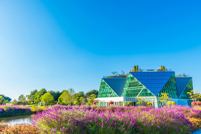 フラワーパーク江南のアメジストセージ