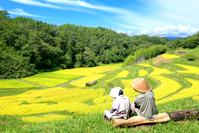 よこね田んぼの棚田