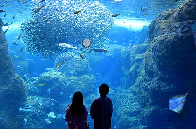 【関東】カップルにおすすめのデートスポット20選！水族館や博物館などを紹介