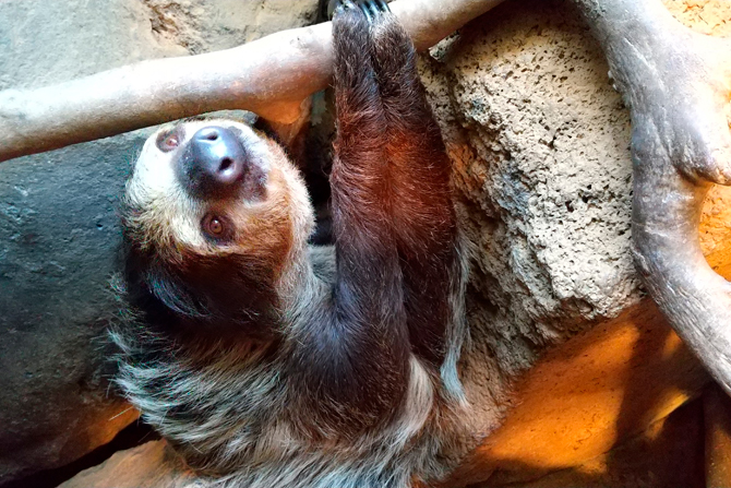 伊豆シャボテン動物公園