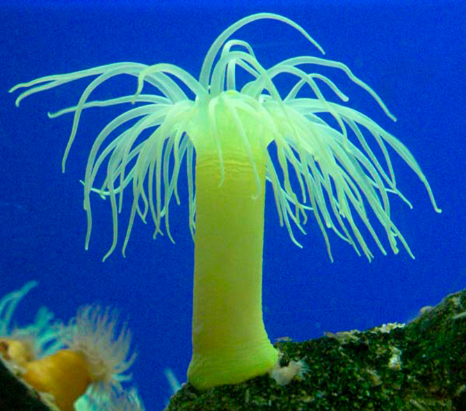 京都大学白浜水族館