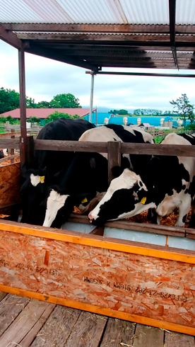 （画像提供：函館牛乳 あいす118）